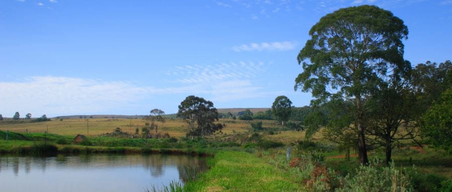 A dam in a field with grass and trees