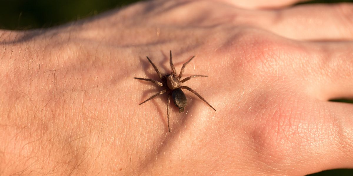 Spider sitting on a person's hand