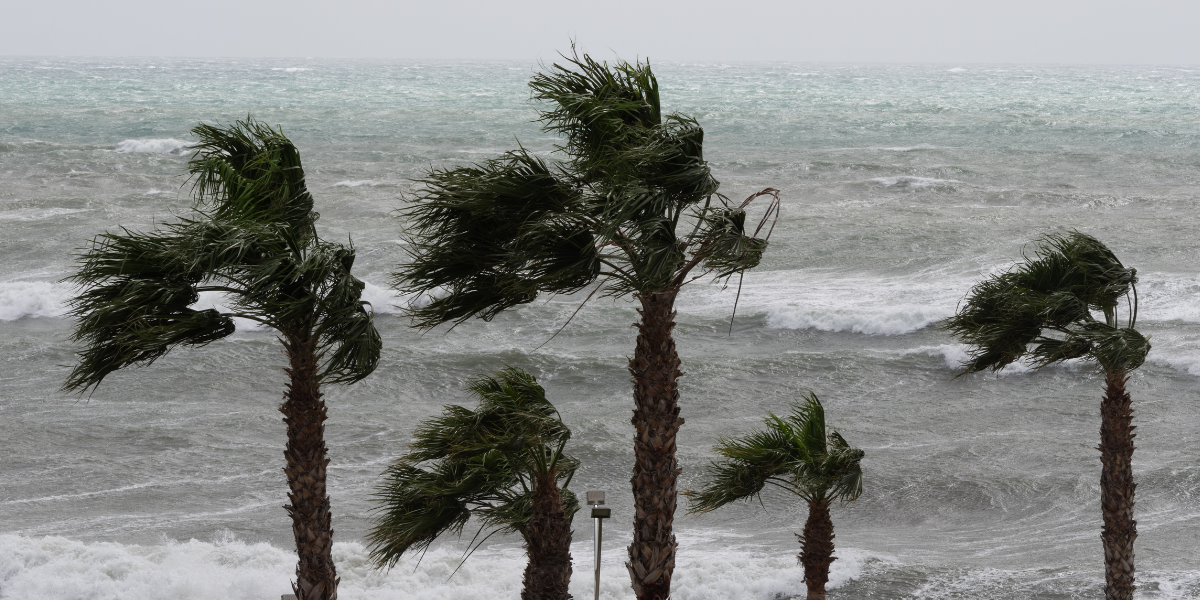 palm trees on the coast blowing in strong winds