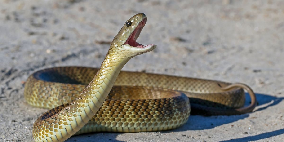 Photo of Australian Eastern Tiger Snake